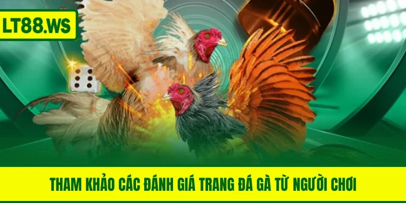 Tham khảo các đánh giá trang đá gà từ người chơi