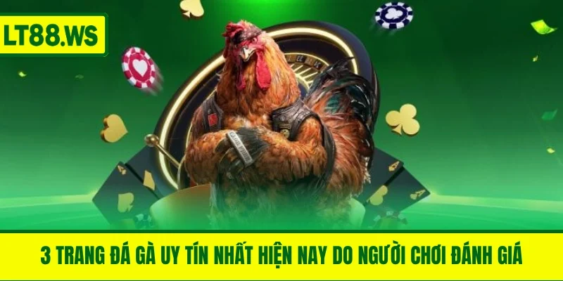 3 Trang Đá Gà Uy Tín Nhất Hiện Nay Do Người Chơi Đánh Giá