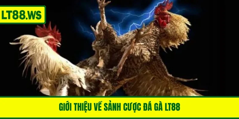 Giới thiệu về sảnh cược đá gà LT88 trực tuyến