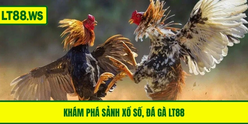 Khám phá sảnh xổ số, đá gà LT88